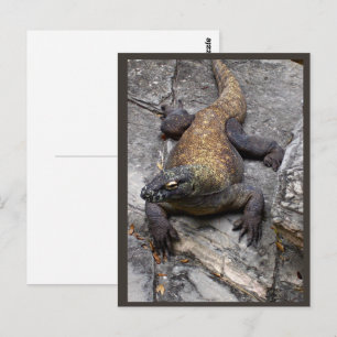 Komodo-Drache Rocky Szene Postkarte
