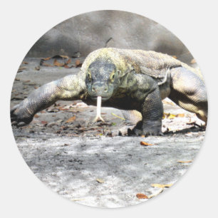 Komodo Dragon auf der Jagdkleber Runder Aufkleber