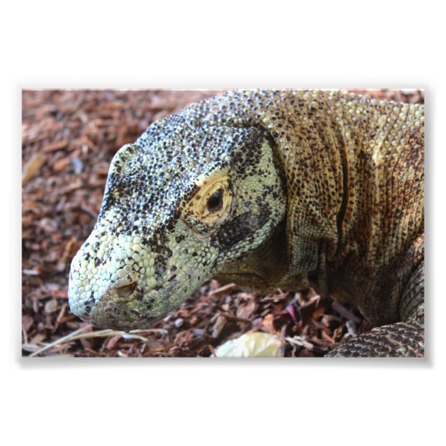 Komodo Dragon Fotodruck (Vorne)