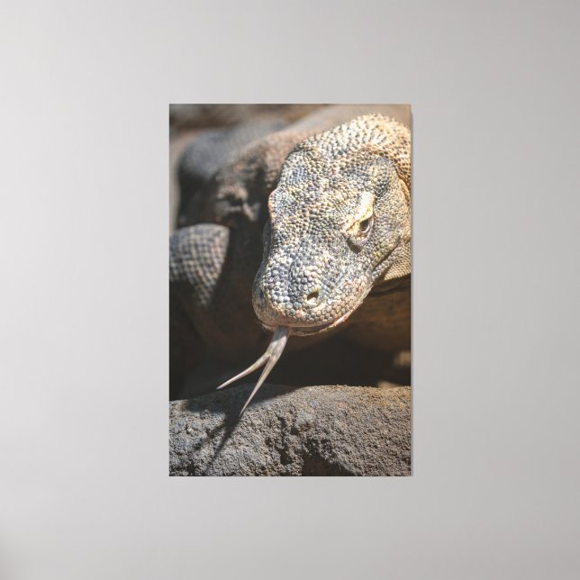 Komodo Dragon hält seine Zunge fest Leinwanddruck (Vorderseite)