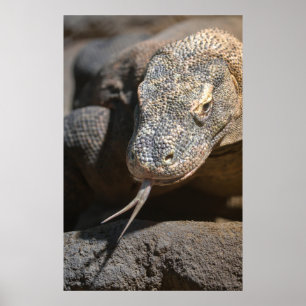 Komodo Dragon hält seine Zunge fest Poster