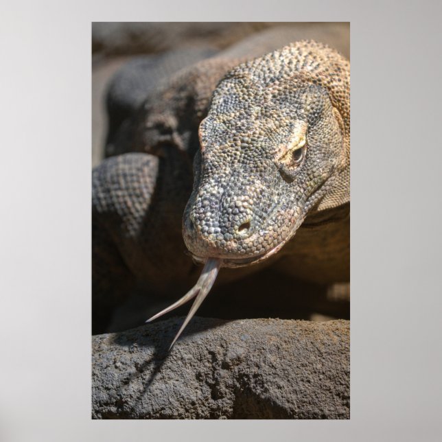 Komodo Dragon hält seine Zunge fest Poster (Vorne)