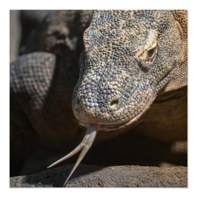 Komodo Dragon hält seine Zunge fest Poster (Vorderseite)