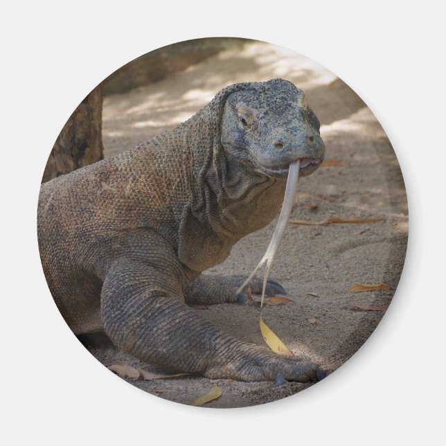 Komodo Dragon Licking Magnet (Vorne)