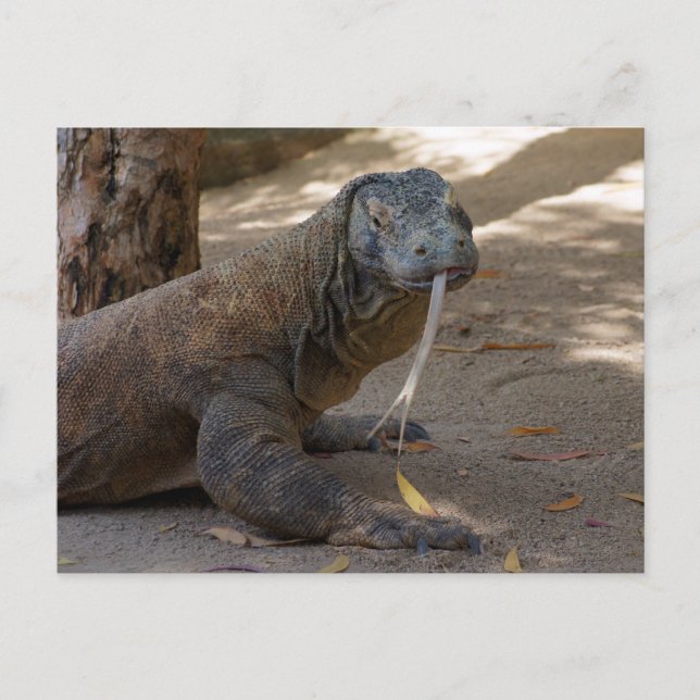 Komodo Dragon Licking Postkarte (Vorderseite)