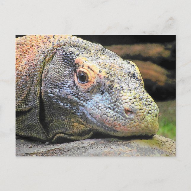 Komodo Dragon Nah-Up-Profil Postkarte (Vorderseite)