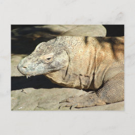 Komodo Dragon Postcard Postkarte