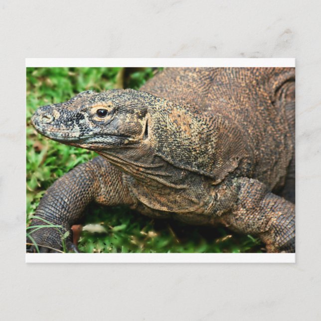 Komodo Dragon Postkarte (Vorderseite)