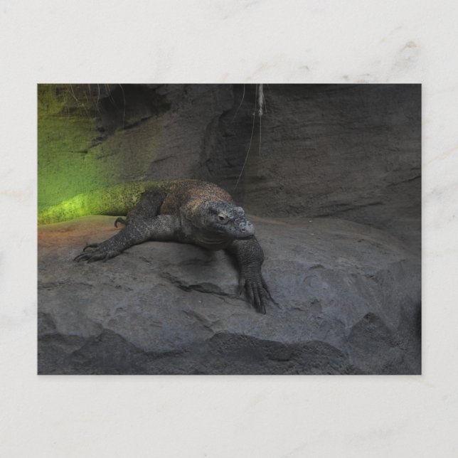 Komodo Dragon Postkarte (Vorderseite)