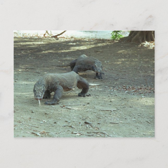 Komodo Dragons Postkarte (Vorderseite)