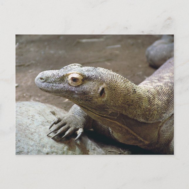 Komodo Profil Postkarte (Vorderseite)