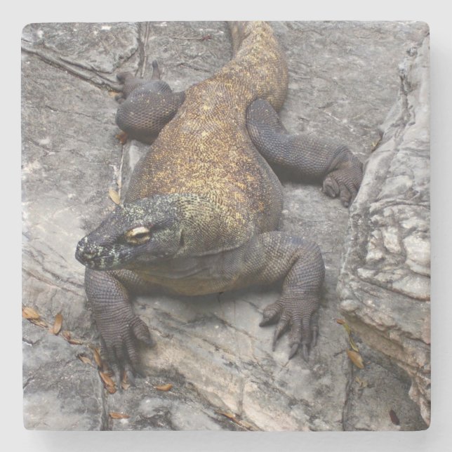 Komodowaran auf sonnigem Felsen Steinuntersetzer (Vorderseite)