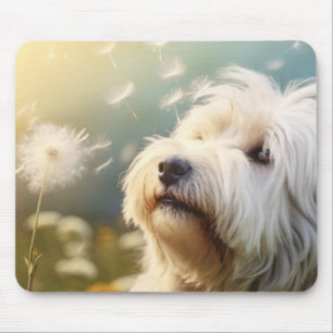 Komondor Hund Haustier Ruhe Frieden Mousepad