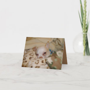 Komprimieren Chihuahua-Faltkarte