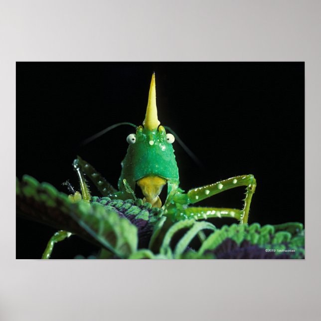 Kon-Headed Grasshopper Poster (Vorne)