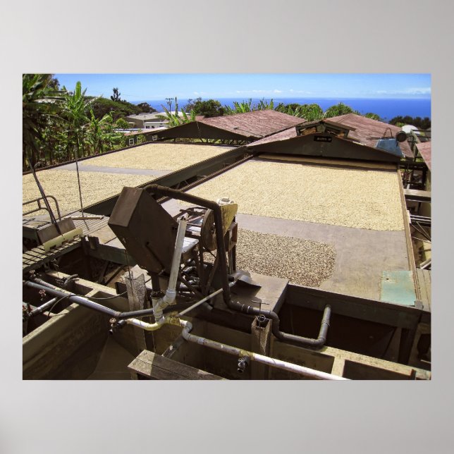 KONA-KAFFEE-BÄNE TROCKNEN IN DER SONNE - HAWAII POSTER (Vorne)