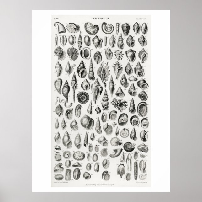 KONCHOLOGIE-FOSSILS (MUSCHELN) TIERARZNEIMITTELPUN POSTER (Vorne)