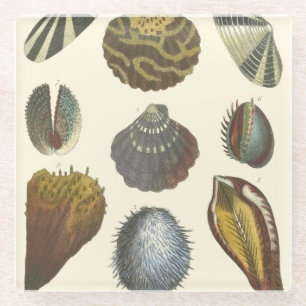 Konchologie-Sammlung Glasuntersetzer