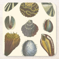 Konchologie-Sammlung