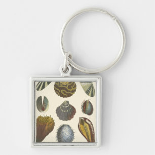 Konchologie-Sammlung Schlüsselanhänger