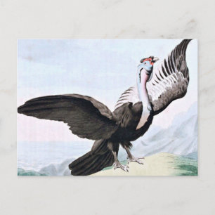 Kondor-Vogel-Wildlife-Illustration Postkarte