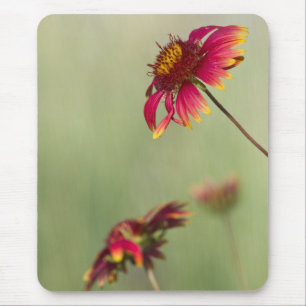 Kone Blume beginnen zu blühen Mousepad