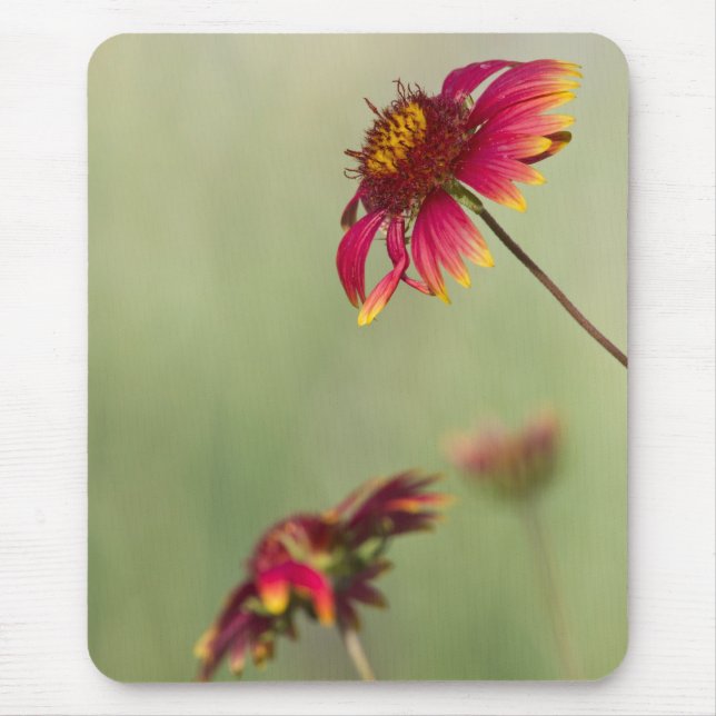 Kone Blume beginnen zu blühen Mousepad (Vorne)