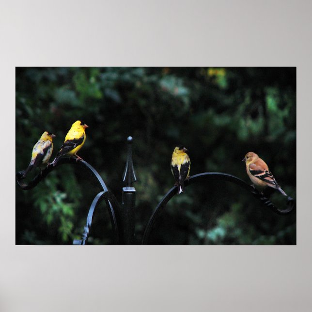 Konferenz der Vögel Poster (Vorne)