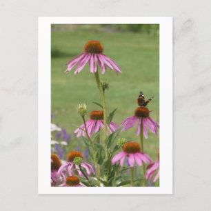 Konflowers & Red Admiral Butterfly DIY Postkarte