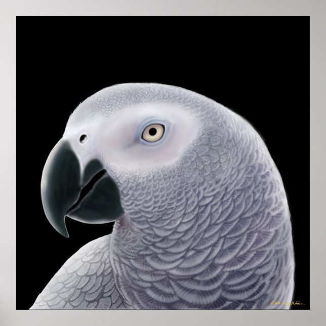 Kongo African Gray Parrot Poster (Vorne)