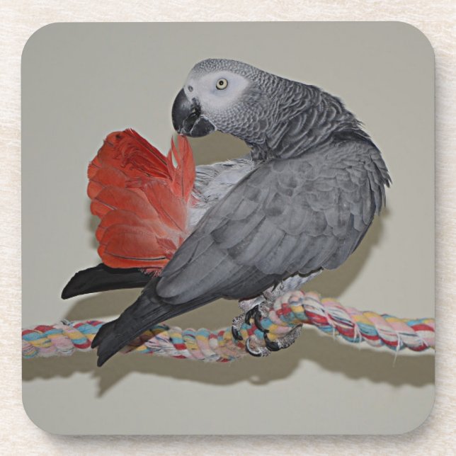 Kongo African Gray Parrot Schwanz Preening Getränkeuntersetzer (Vorderseite)
