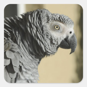 Kongo Afrikanischer Grau Papagei mit Ruffled Feath Quadratischer Aufkleber
