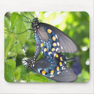 Kongreß, Frack-Schmetterling Arizonas Pipevine Mousepad