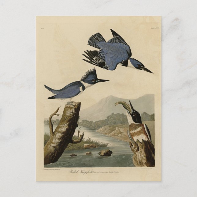 König aus Audubons Vögeln von Amerika Postkarte (Vorderseite)