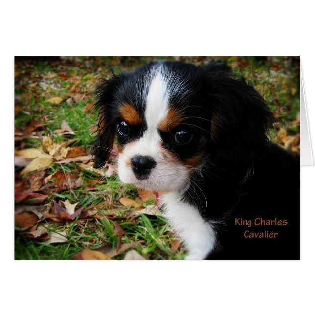 König Charles Cavalier Spaniel (Vorderseite (Horizontal))