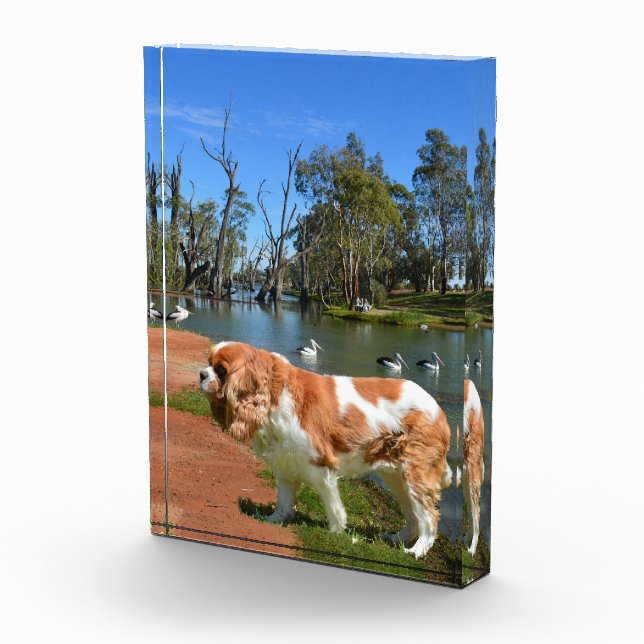 König Charles Cavalier Spaniel am Fluss, Fotoblock (Rechts)