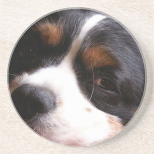 König Charles Cavalier Spaniel Coasters Sandstein Untersetzer