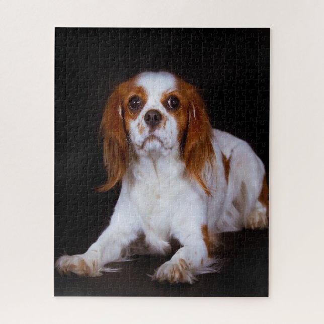 König Charles Spaniel Hund. (Vertikal)
