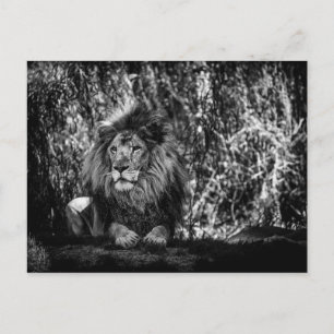 König der Jungle Postkarte