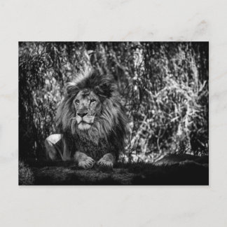 König der Jungle Postkarte