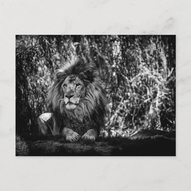König der Jungle Postkarte (Vorderseite)