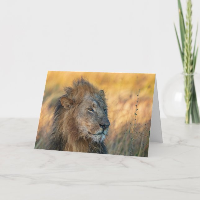 König des Dschungels, Botsuana Karte (Vorderseite)