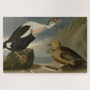 König Ente (König Eider) Audubons Vögel von Amerik