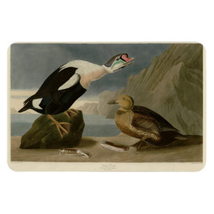 König Ente (König Eider) Audubons Vögel von Amerik Magnet