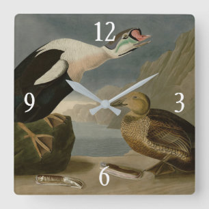 König Ente (König Eider) Audubons Vögel von Amerik Quadratische Wanduhr
