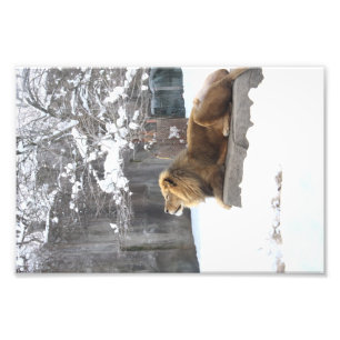 König im Schnee durch E.A. Schneider Fotodruck