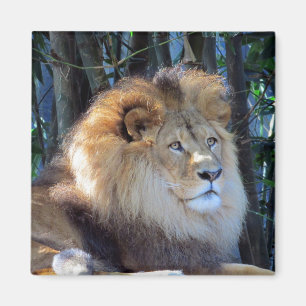 König Löwe Magnet