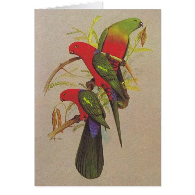 König Parrot - Alisterus scapularis (Vorne)