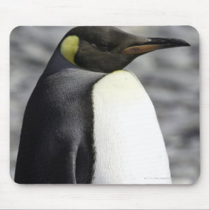 König Penguin, Salisbury schlicht, Südgeorgia Mousepad