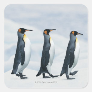 König Penguins, die in Singledatei gehen Quadratischer Aufkleber